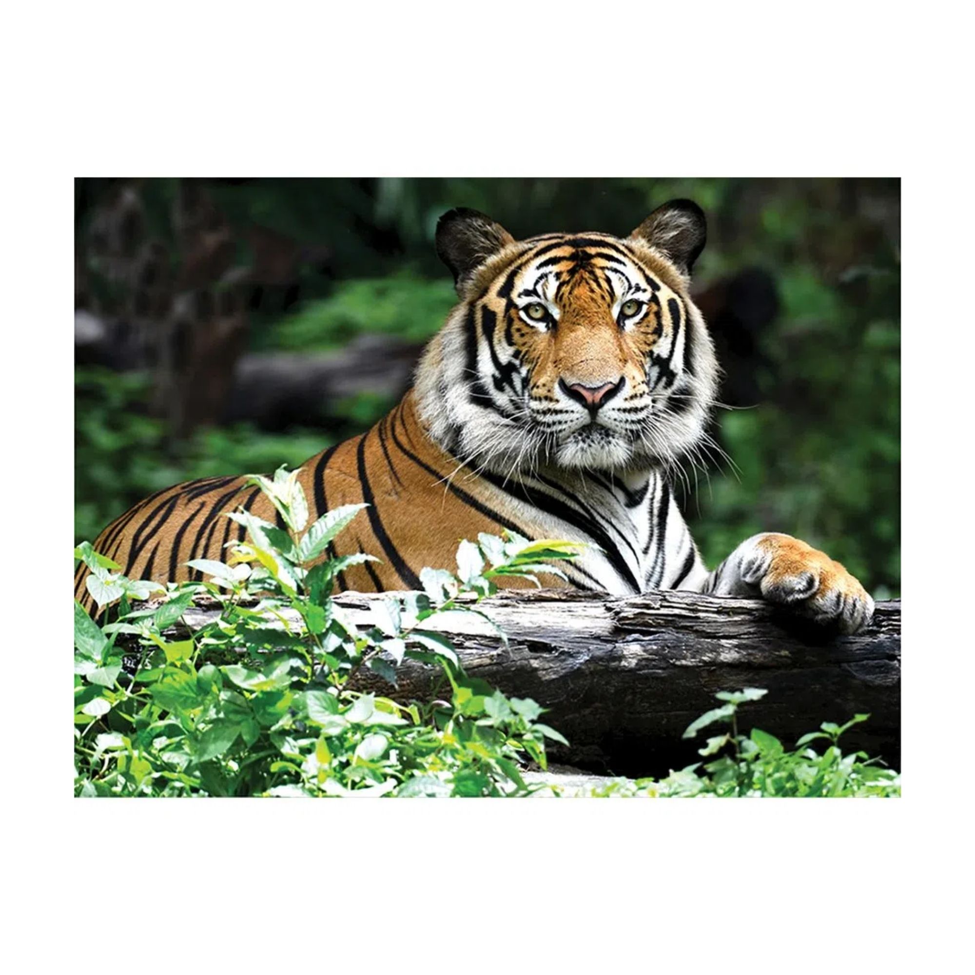 Quebra Cabeça Super 3D Modelo Tigre com 500 Peças Multikids - BR1059