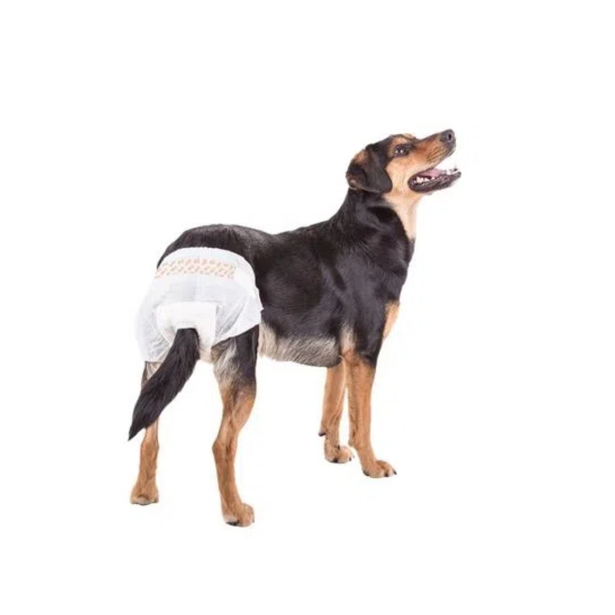 Fralda Higiênica Descartável Diaper Fêmea G 12pcs Mimo - PP004