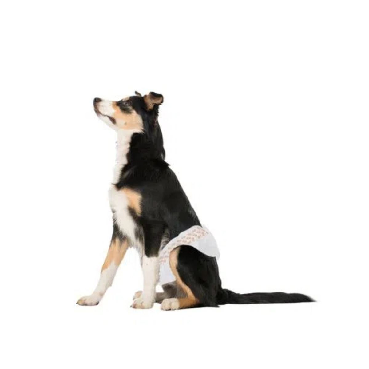 Fralda Higiênica para Cachorro Gato Pets Descartável Diaper Macho M 12pcs Mimo - PP006