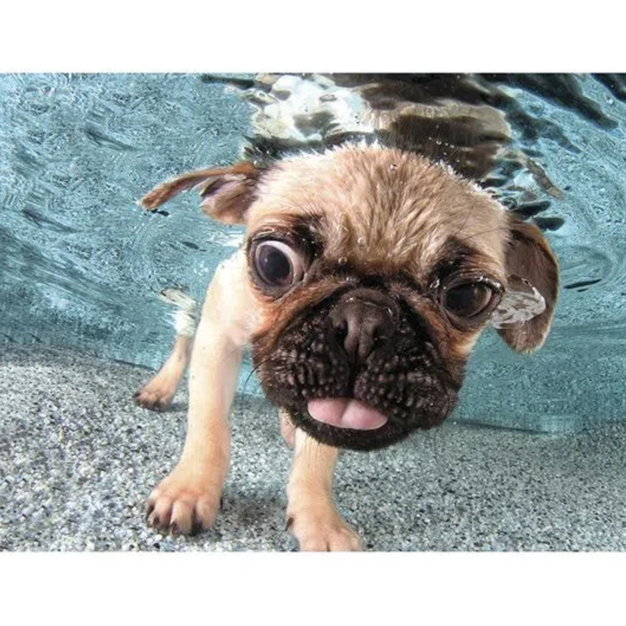 Jogo Quebra Cabeça Pug /100 Peças Brinquedo +5 anos Cachorrinho Multikids -  Br1050