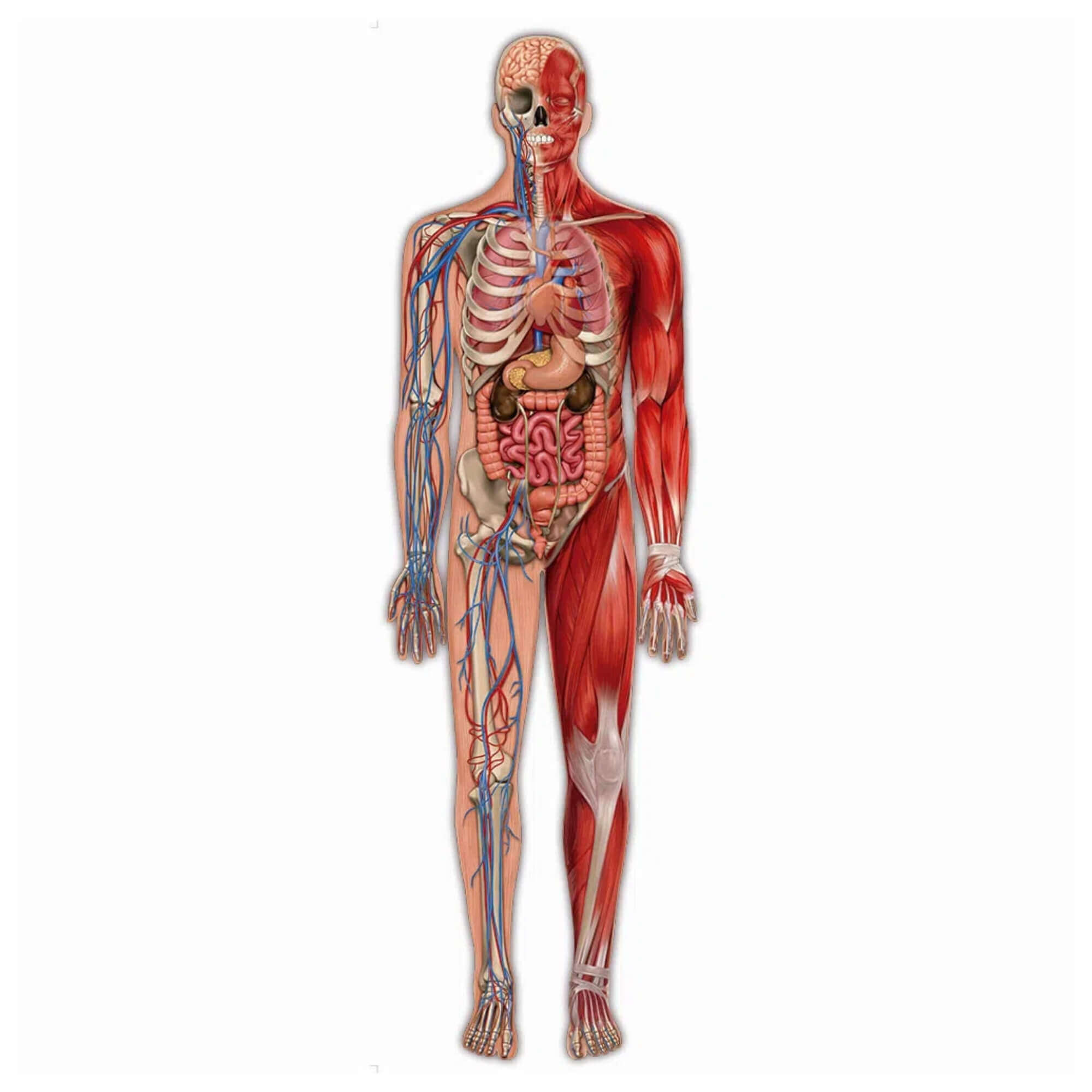 Brinquedo Quebra-Cabeça Puzzle 100 Peças Play Gigante Corpo Humano Grow - 03636