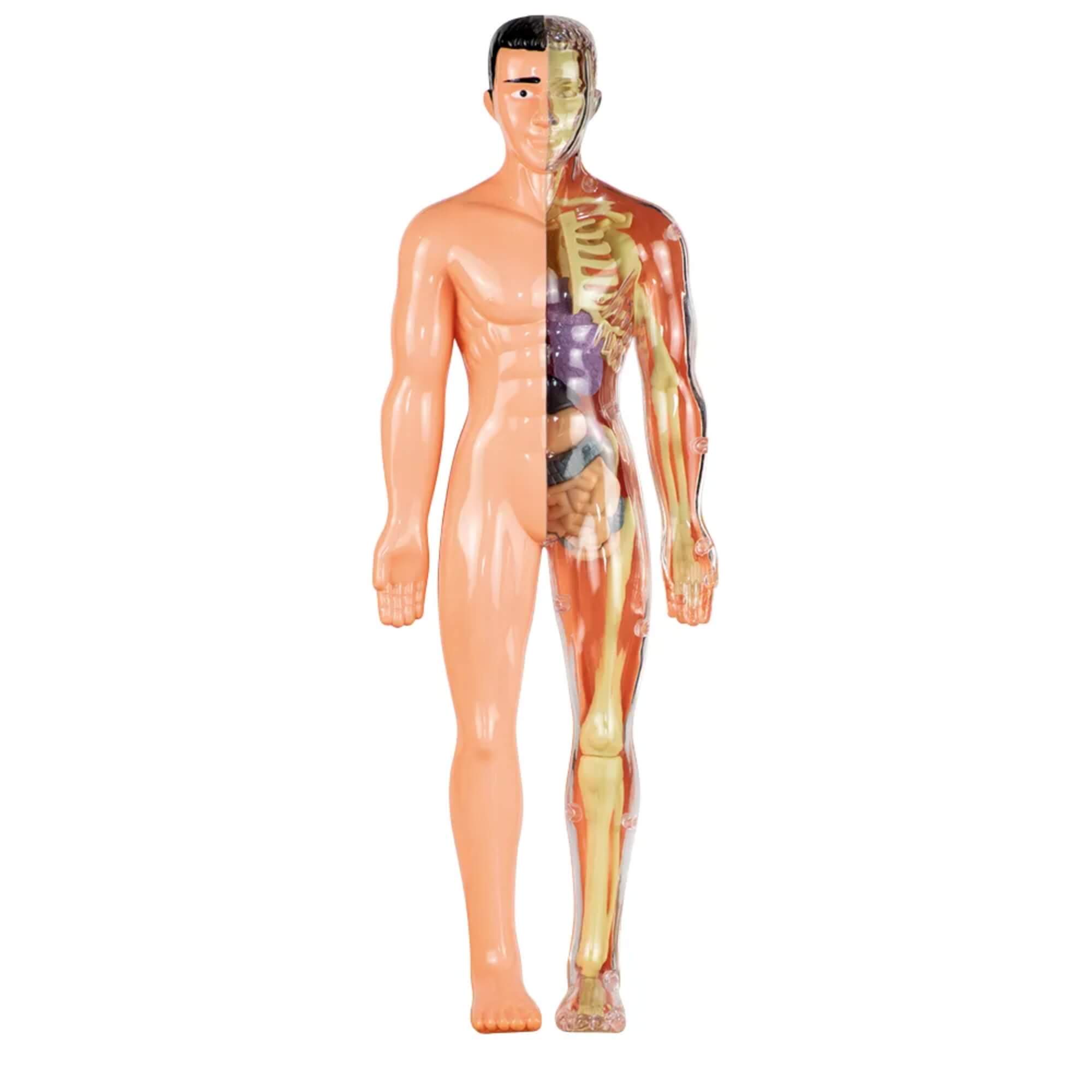 Jogo Anatomia Um Kit sobre o Corpo Humano Grow - 04751